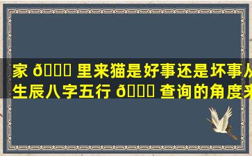 家 🍀 里来猫是好事还是坏事从生辰八字五行 🍀 查询的角度来看